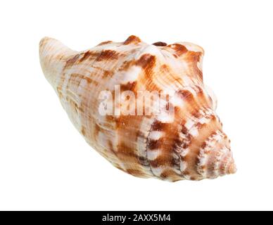 Getrocknete Muschel von Meermollusken auf weißem Grund Stockfoto