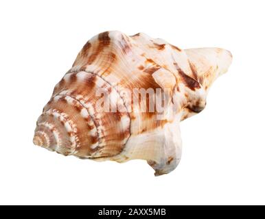 Getrockneter Weichtier-Conch auf weißem Grund Stockfoto