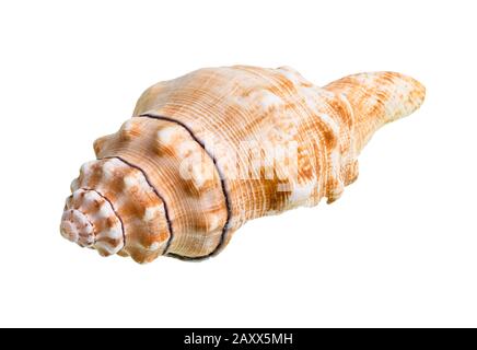 Getrocknete Schale der Seeschnecke auf weißem Grund Stockfoto