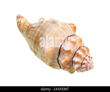 Getrockneter Einschnitt der Seeschnecke auf weißem Grund Stockfoto