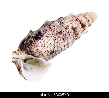 Getrocknete leere Schale aus cerith Mollusk auf weißem Hintergrund Stockfoto