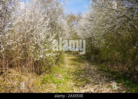 Hawthorn Heckenblüte im Frühjahr in der Blüte, Großbritannien Stockfoto