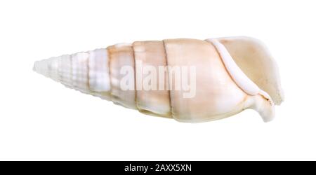 Getrocknete leere Schale aus cerith Mollusk auf weißem Hintergrund Stockfoto