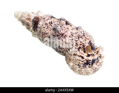 Getrocknete Schale aus cerith Mollusk auf weißem Hintergrund Stockfoto