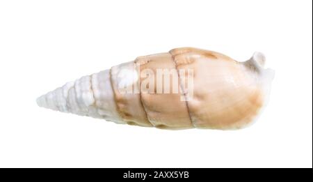 Getrocknete Schale aus cerith Mollusk auf weißem Hintergrund Stockfoto