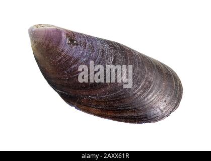Getrocknete Muschel-Muschel auf weißem Grund Stockfoto