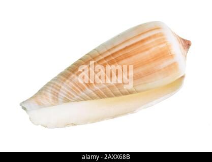 Getrocknete leere Schale aus Conus-Schnecke auf weißem Hintergrund Stockfoto