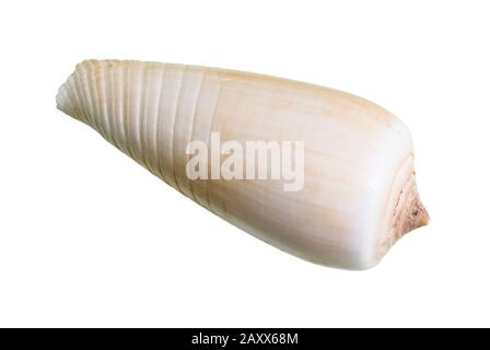 Getrocknete Schale aus Conus-Schnecke auf weißem Hintergrund Stockfoto