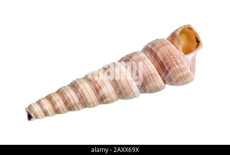 Getrocknete Schale aus Turritella mollusk auf weißem Hintergrund Stockfoto