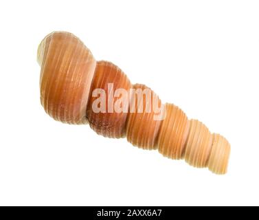 Getrocknete Schale der Turmschnecke auf weißem Grund Stockfoto