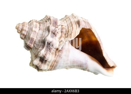 Getrocknete leere Schale von whelken Weichtieren auf weißem Hintergrund Stockfoto