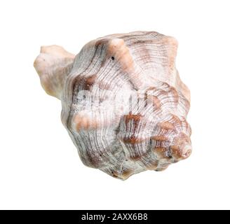 Getrockneter Einschnitt aus Whelkschnecke auf weißem Grund Stockfoto