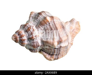 Getrocknete Schale aus Whelkschnecke auf weißem Hintergrund Stockfoto