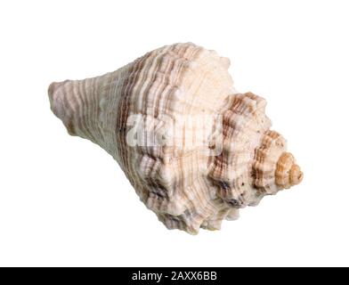 Getrocknete Schale von whelken Weichtieren auf weißem Hintergrund Stockfoto