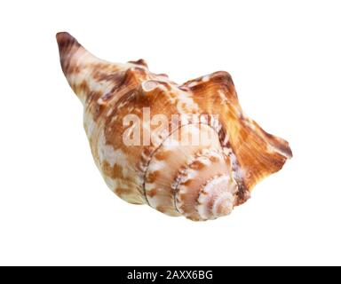 Getrocknete Schale der Welken Seeschnecke auf weißem Hintergrund Stockfoto