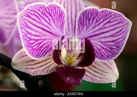 Nahaufnahme der echten blühenden Blume - Orchideen-Phalaenopsis. Stockfoto