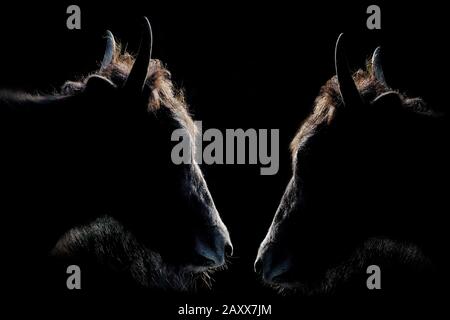 Konfrontation zwischen zwei Ziegen, die nur Silhouette mit Rand des Lichts in dunkler Umgebung zeigen Stockfoto