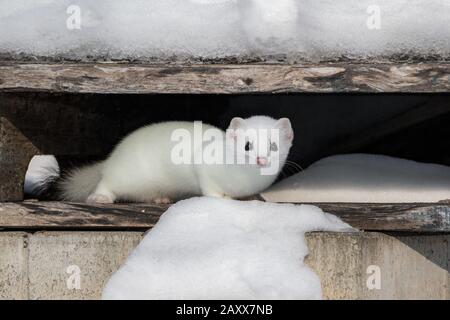 Weißer Stuhl in seinem Wintereinbruch Stockfoto