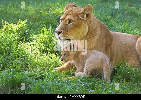 Afrikanischer Löwe, panthera leo, Weiblich mit Cub auf Gras stehend Stockfoto