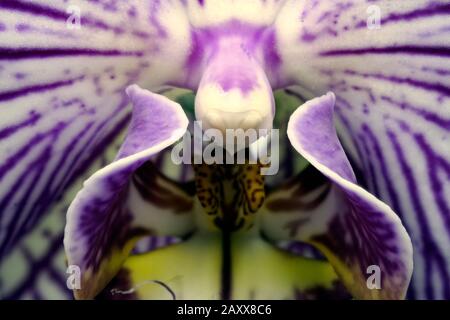 Nahaufnahme der echten blühenden Blume - Orchideen-Phalaenopsis. Stockfoto