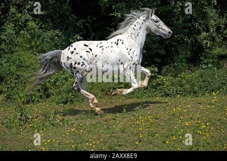 Appaloosa Pferd Galoppiert durch Paddock Stockfoto