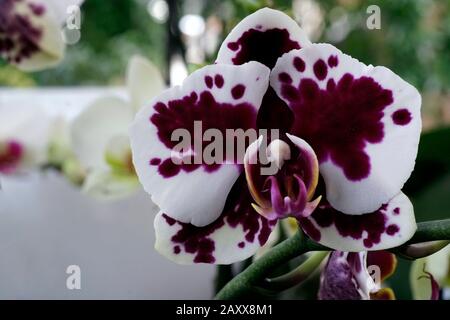 Nahaufnahme der echten blühenden Blume - Orchideen-Phalaenopsis. Stockfoto