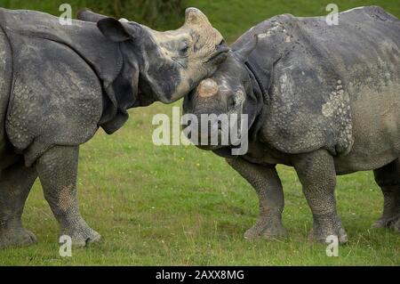 Indische Nashorn, Rhinoceros Unicornis, paar Stockfoto
