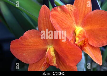 Nahaufnahme der echten blühenden Blume - Orchideen-Phalaenopsis. Stockfoto