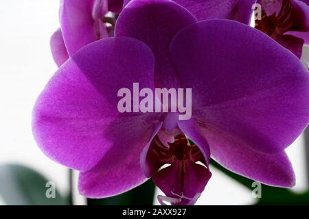 Nahaufnahme der echten blühenden Blume - Orchideen-Phalaenopsis. Stockfoto