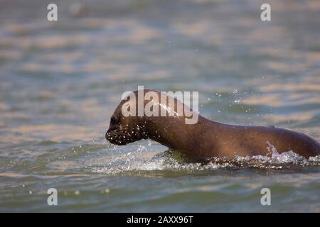 Südamerikanischer Seelöwe oder südlicher Seelöwe, Weiblich im Wasser stehend, otaria byronia, Paracas-Nationalpark in Peru Stockfoto