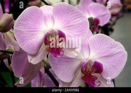 Nahaufnahme der echten blühenden Blume - Orchideen-Phalaenopsis. Stockfoto