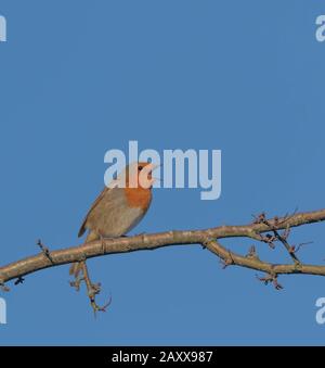 Ein Robin (Großbritannien) singt gegen einen blauen Himmel. Stockfoto