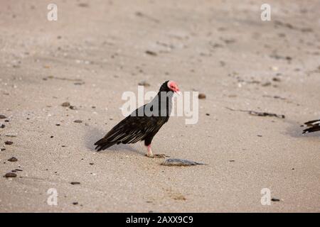 Türkei Geier, Cathartes Aura, Erwachsene, tote Fische, Paracas-Nationalpark in Peru Stockfoto