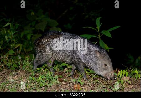 Collared Peccary, pecari tajacu, Erwachsener bei Nacht, Manu National Park in Peru Stockfoto