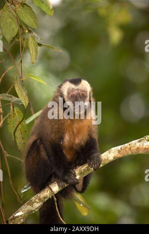Schwarz Gekappte Kapuziner, cebus apella, Erwachsene, die auf Einer Filiale stehen, Manu National Park in Peru Stockfoto