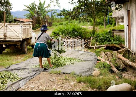 Erythroxylum Coca, Coca, trocknen Blätter in Pilcopata Dorf, Anden, Peru, Kokain-Produktion Stockfoto