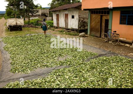 Erythroxylum Coca, Coca, trocknen Blätter in Pilcopata Dorf, Anden, Peru, Kokain-Produktion Stockfoto