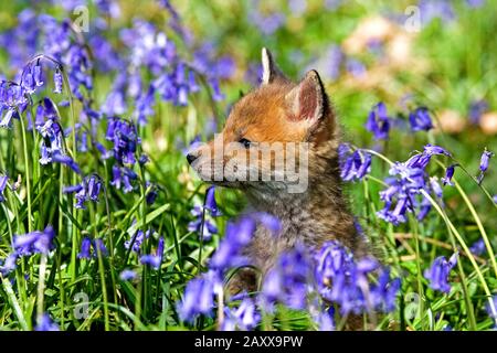 Rotfuchs Vulpes Vulpes, Pup mit Blumen, Normandie Stockfoto