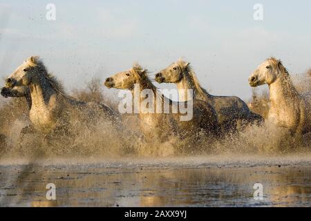 Camargue-Pferde, Herde galoppieren im Sumpf, Saintes Marie De La Mer in der Camargue, Südfrankreich Stockfoto
