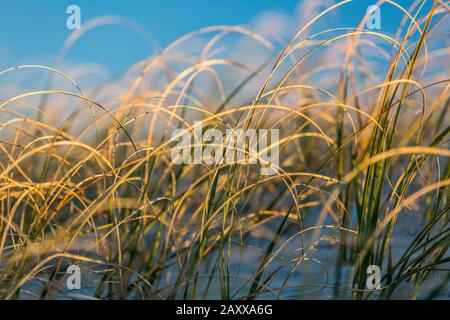 Nahaufnahme von Seegras in goldenem hellem Sonnenlicht am frühen Morgen. Stockfoto