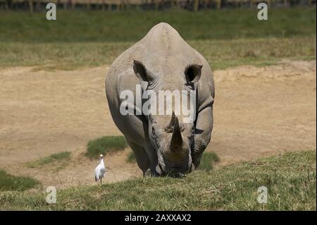 Breitmaulnashorn, Ceratotherium Simum, weiblich mit Kuhreiher, Bubulcus Ibis, Nakuru Park in Kenia Stockfoto