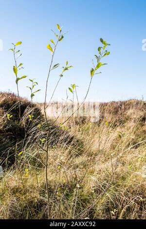 Junger Baum. Ein Absacken auf einem im Zusammenhang mit der Wiederherstellung des Moorgebietes auf Kinder Scout, Derbyshire, Peak District, England, Großbritannien gepflanzten Moorgebiet Stockfoto