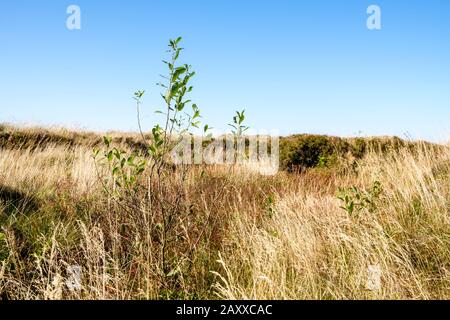 Neu gepflanzte Säumung. Ein neuer junger Baum, der im Rahmen der Wiederherstellung des Moores, Kinder Scout, Derbyshire, Peak District, England, Großbritannien, auf Moorflächen gepflanzt wurde Stockfoto