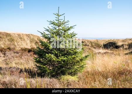 Neu gepflanzte Bäume. Neue junge Kiefernbaume, die im Rahmen der Regeneration des Moores auf Moorflächen gepflanzt wurden, Kinder Scout, Derbyshire, Peak District, England, Großbritannien Stockfoto