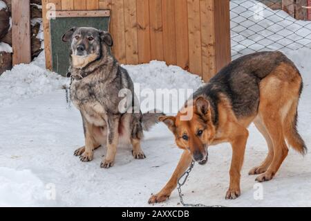 Zwei große Hunde an Ketten vor ihren Ständen in einem Schutzraum für obdachlose Hunde beschäftigen sich mit ihrem Alltagsgeschäft. Der Boden ist bedeckt Stockfoto