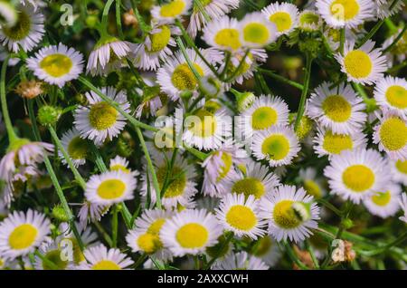 Hintergrund mit Gänseblümchen in Gruppe. Federkonzept Stockfoto