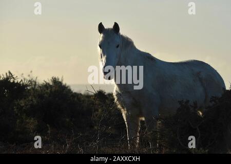 New Forest National Park, Hampshire, 12. Feb. 2020. Ein weißes Pony aus dem New Forest starrt auf den Fotografen zurück, während er auf dem Heidegebiet in der Nähe des Dorfes Beaulieu im New Forest National Park, Hampshire grast. Stockfoto