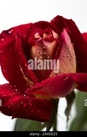Roter Rosenstrauß isoliert auf weißem Hintergrund Stockfoto