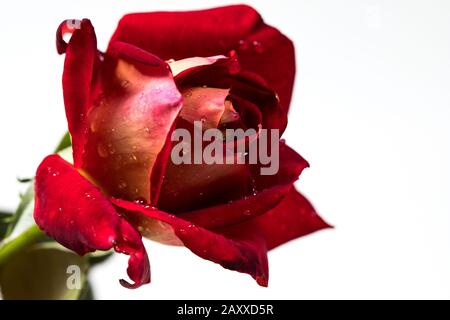Roter Rosenstrauß isoliert auf weißem Hintergrund Stockfoto