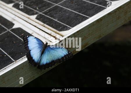 Blauer Morpho-Schmetterling aus Costa Rica thront auf einem Sonnenkollektor in einer Waldumgebung. Saubere Energieerzeugung. Stockfoto